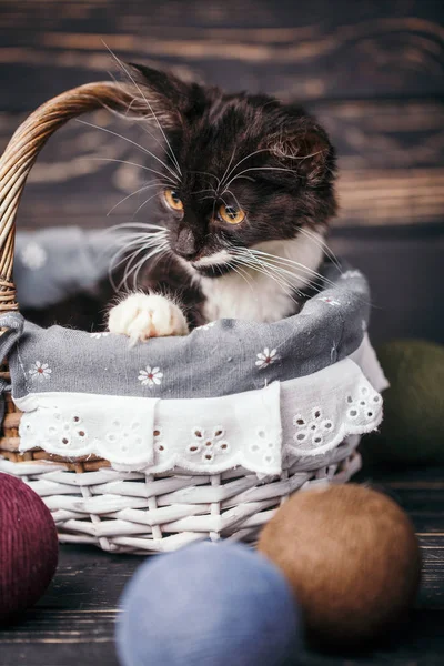 Black and white kitten in the basket.