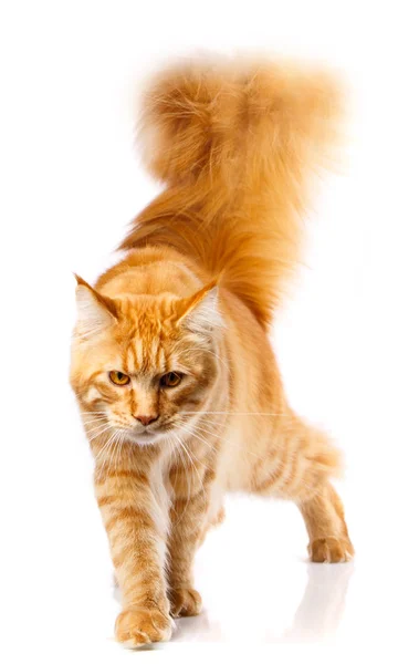Red Maine Coon, 7 months old, studio shot — Stock Photo, Image