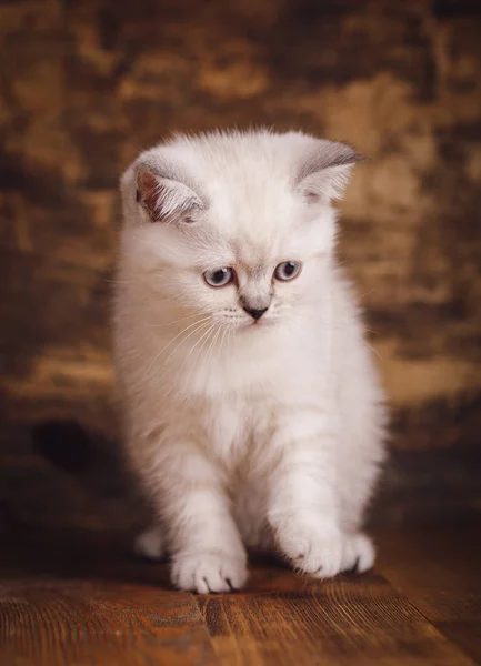 Szkocki prosty kot krem kolor. Puszysty kociak gra — Zdjęcie stockowe