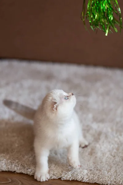 Szkocki Kociak Czystej Krwi Bawi Się Zabawką Podłodze Ładne Zdjęcie — Zdjęcie stockowe
