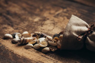 Ahşap zemin üzerinde deniz kabukları. Keşif ve hazine avının atmosferine sahip klasik bir fotoğraf..