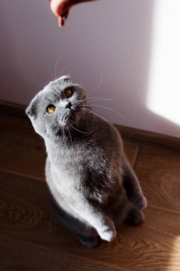 Bir İskoç cins kedisi arka ayakları üzerinde yemek yemek ister. Güneşin ışığı kedinin üzerinde parlıyor.