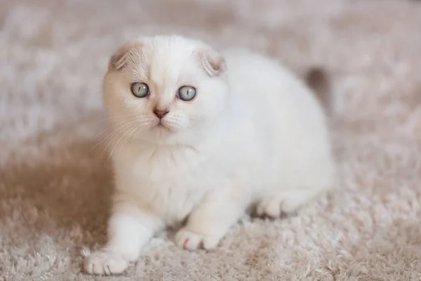 Schottische Faltkatze. Porträt eines Tierbabys. — Stockfoto