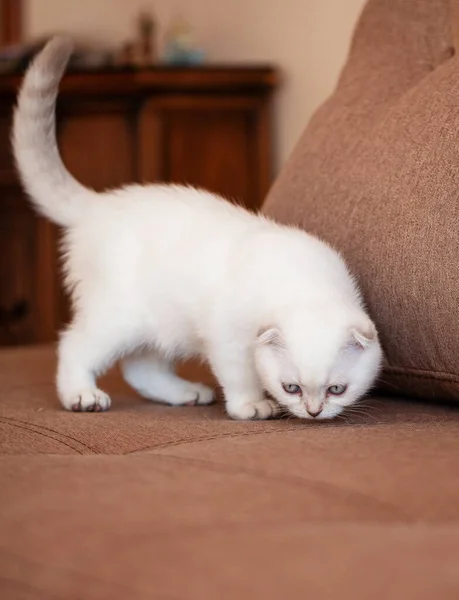 El gatito es blanco. Gatito escocés de pura raza. Explorando el nuevo territorio. Pequeño gatito juguetón . — Foto de Stock