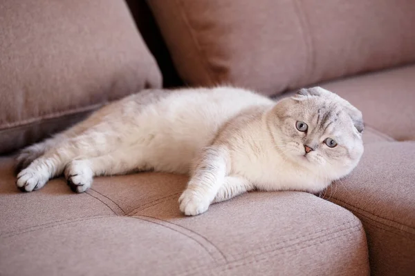 Lazy Scottish Cat Lying Sofa Apartment Cat Lies His Eyes — Stock Photo, Image