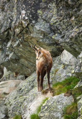 Dağlarda yüksek bir kayanın kenarında bir dağ keçisi duruyor. Yüksek Tatras dağları.