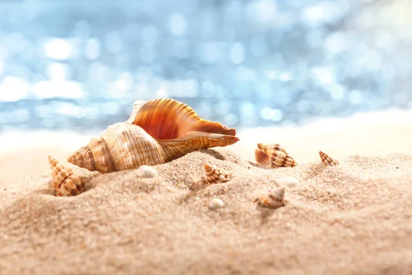 Conchas Mar Uma Costa Tropical Deitada Areia Dourada Sob Sol — Fotografia de Stock