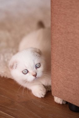 Kanepenin arkasından parlak gözlü beyaz kedi yavrusu bakıyor. Oyun zamanı..