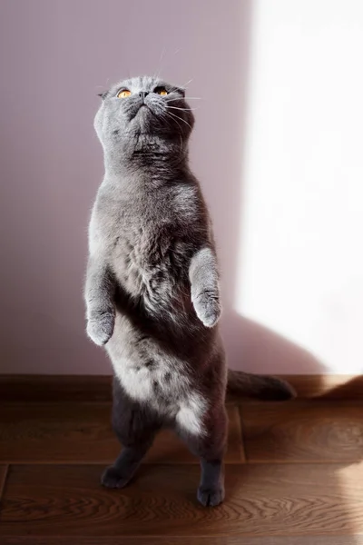 纯正的猫是苏格兰式的 一只灰猫用后腿站立 家猫照片 — 图库照片
