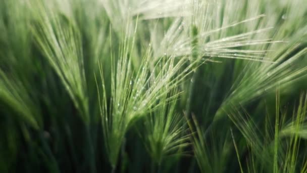 Campo Orelhas Verdes Vista Close Rastreamento Câmera Vídeo De Bancos De Imagens