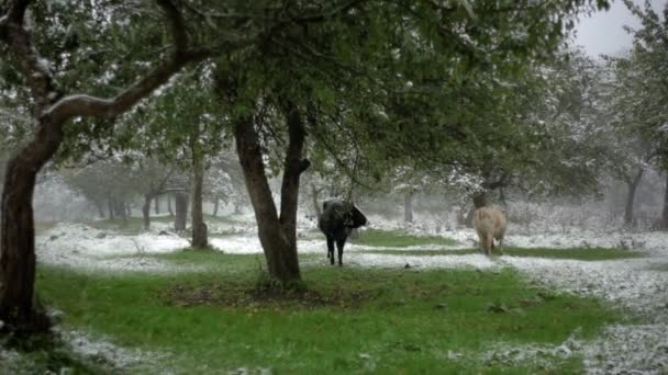Αγελάδες Που Βόσκουν Στο Χιονισμένο Δάσος — Αρχείο Βίντεο