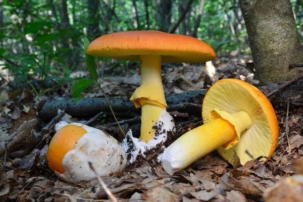 Drei Amanita Caesarea Pilze Verschiedenen Entwicklungsstadien Sehr Jung Halb Und — Stockfoto