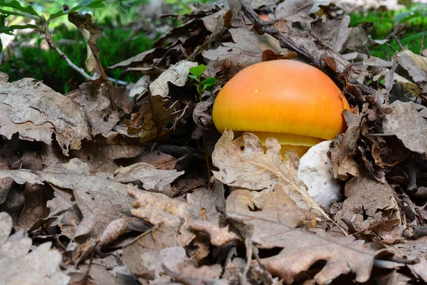 两个漂亮的标本鹅凯撒或凯撒的蘑菇在自然栖息地 橡树森林的叶子下 — 图库照片