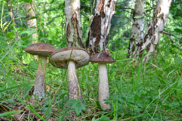 Group Three Brown Birch Bolete Mushrooms Leccinum Scabrum Natural Habitat — Stock Photo, Image