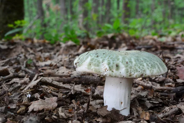 菇绿或 Greencracked Brittlegill 蘑菇在天然栖息地 老低地栎林中的好标本的特写图 — 图库照片