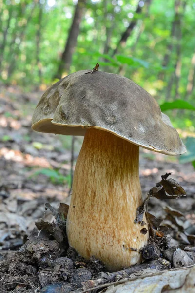 Boletus Aereus Bolete Oscuro Cep Bronce Hongo Comestible Muy Apreciado —  Fotos de Stock