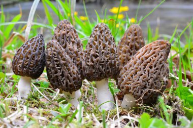 Large group of seven Black morel or Morchella conica, early spring wild mushrooms in natural habitat on the coast of a mountain stream clipart
