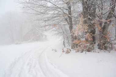 Sisli gün dağ ve kar hoarfrost ve küçük kulübe sis ve orman gizli kapsadığı kayın ağaçları arasında oyma izleme 