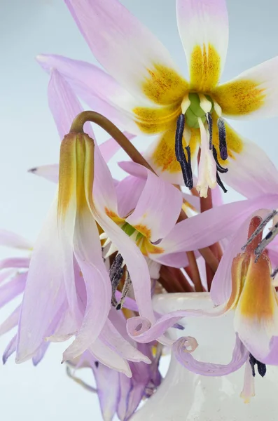 Bouquet Fleurs Erythronium Dens Canis Chien Dent Violet Vase Blanc — Photo