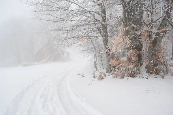 Giornata Nebbiosa Montagna Traccia Neve Intagliata Tra Faggi Ricoperti Gelo — Foto Stock