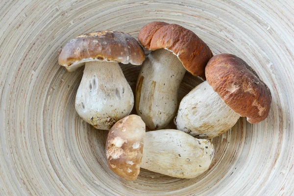 Quattro Simpatici Esemplari Boletus Edulis Funghi Selvatici Commestibili Appena Raccolti — Foto Stock