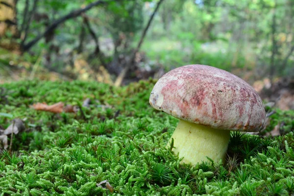 Beautiful Specimen Butyriboletus Regius Formerly Boletus Regius Commonly Known Royal — Stock Photo, Image