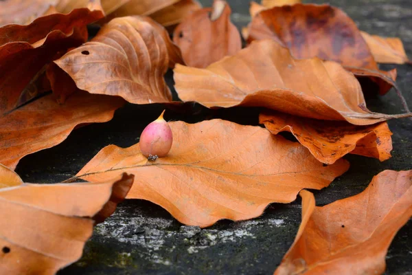 Οξιά Φθινόπωρο Φύλλα Του Χοληδόχου Κουνούπι Γκαλ Κουκούλι Σκνίπα Είναι — Φωτογραφία Αρχείου
