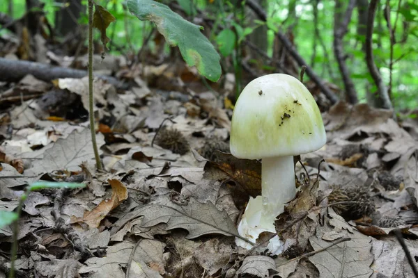 Amanita Phalloides Venenosa Mortal Gorra Muerte Hábitat Natural Bosque Robles —  Fotos de Stock