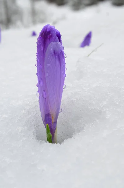 Enda Vilda Crocus Med Stängda Blomma Växer Snö Omfattas Vattendroppar — Stockfoto