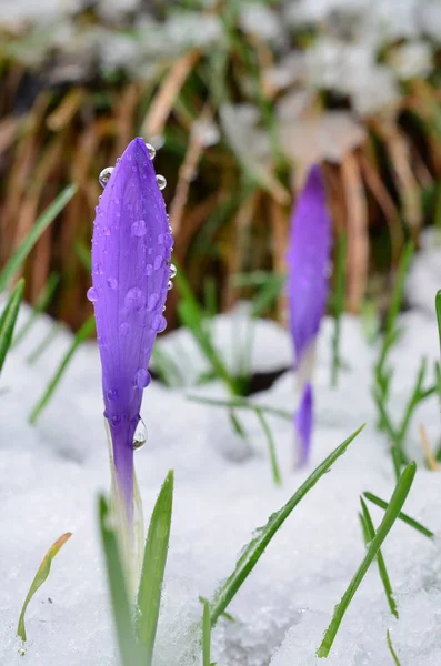 Duas Flores Selvagens Açafrão Neve Uma Primeiro Plano Foco Com — Fotografia de Stock