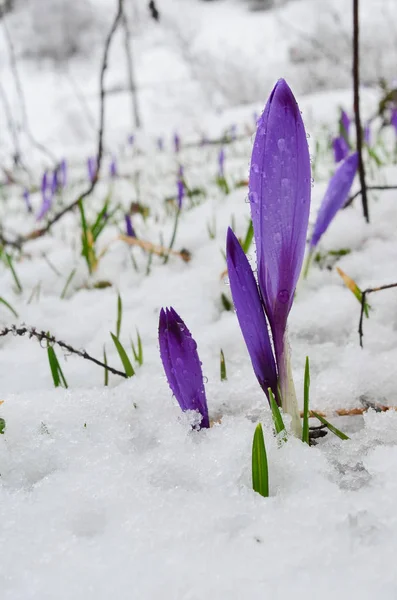 後半の雪で覆われた山の牧草地の早春野生サフランの花クローズ アップ ショット 垂直方向 — ストック写真