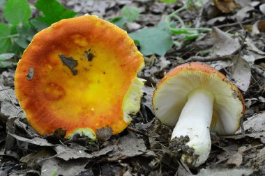 Two nice specimen of delicious wild  Russula aurea or Gilded Brittlegill mushrooms in natural habitat, lowland oak forest, one with stem and gills, another with cap visible, close up view clipart
