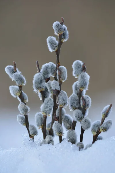 Willow Větvičky Poupaty Kundička Brzy Jaře Sněhu Pozadí Šedé Bokeh — Stock fotografie