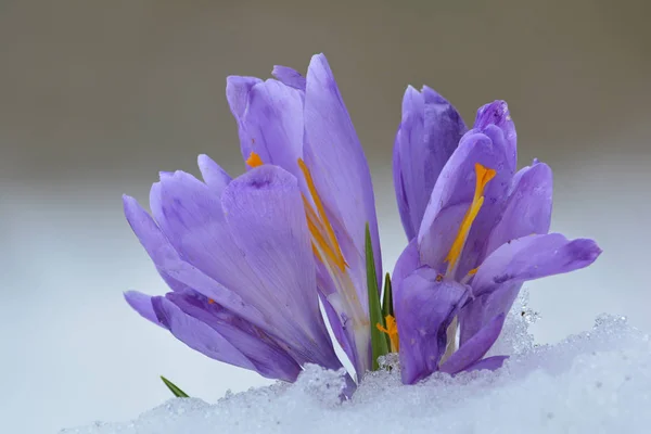 クロッカスや野生の花は Sprnig のヒープから白とグレーのボケに対して雪が溶けて出てくる芙クローズ アップ表示 コピー スペース — ストック写真