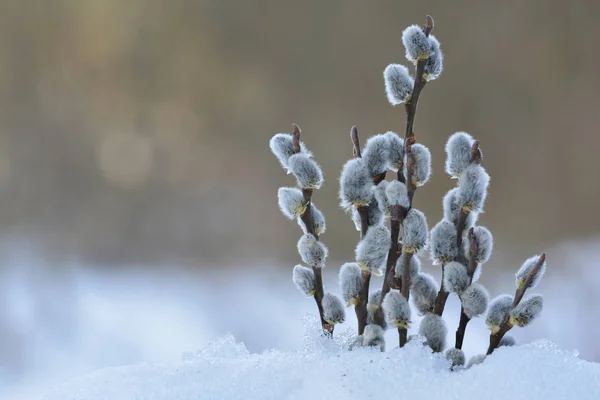 Willow Větvičky Poupaty Kundička Brzy Jaře Sněhu Pozadí Šedé Bokeh — Stock fotografie