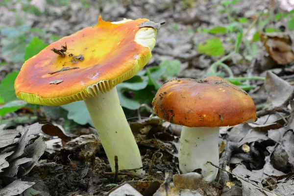 Dos Bonitos Ejemplares Russula Aurea Champiñones Dorados Brittlegill Hábitat Natural — Foto de Stock