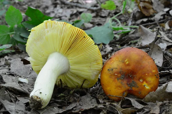 两个美味的野生 Russula Aurea 或镀金的布列塔尼蘑菇在自然栖息地的两个很好的标本 低地橡树林 一个有茎和刺 另一个有帽子可见 近在咫尺 — 图库照片