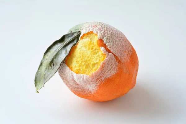 Zgniłe Pomarańczowy Suchych Liści Kory Pokryte Biała Pleśń Białym Tle — Zdjęcie stockowe