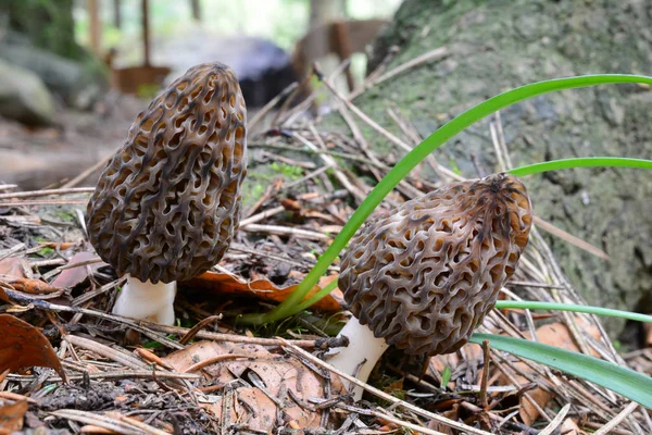 两个或黑蘑菇 并排在山林的春天植被中 近距离 水平定向 — 图库照片