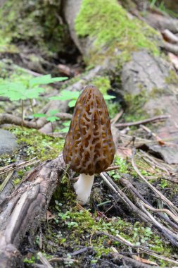 Black Morel or Morchella conica mushroom growing in early spring among roots, moss and spring vegetation in mountain coniferous forest, vertical orientation, close up view clipart