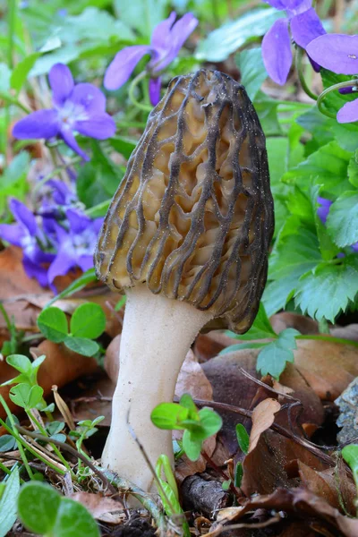 黑莫瑞尔或莫切拉的近景 春天的蘑菇在春天植被 紫罗兰堆 垂直方向 — 图库照片
