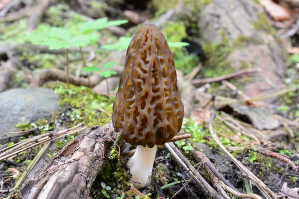 Black Morel Morchella Conica Mushroom Growing Early Spring Roots Moss — Stock Photo, Image