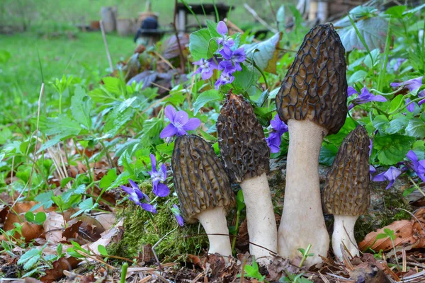 Quatro Espécimes Agradáveis Primavera Morchella Conica Cogumelos Black Morel Crescendo — Fotografia de Stock