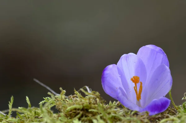 Nahaufnahme Von Wildem Frühling Safran Oder Krokusblüte Auf Grünem Moos — Stockfoto