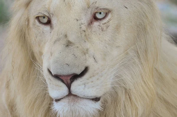 Jeune Lion Blanc Mélancolique Perdu Millièmes Après Midi Sieste Portrait — Photo