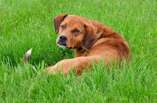Grote Bruine Hond Liggen Het Gras Onderbroken Nap Verdwaalde Hond — Stockfoto