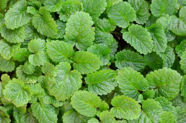 Melisa yaprakların tam kare