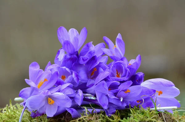 Pico de flores de açafrão em um musgo — Fotografia de Stock