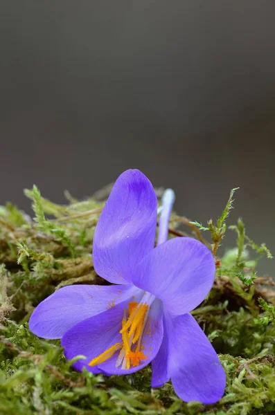 Primavera Crocus flor no musgo verde perto — Fotografia de Stock