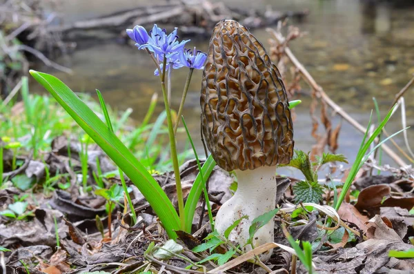 Black Morel and Wild hyacinth flower on the creek bank — Stock Photo, Image
